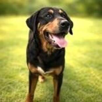 Hound Dogs Available for Adoption in Long Beach, Washington - Kaylani | PetCurious
