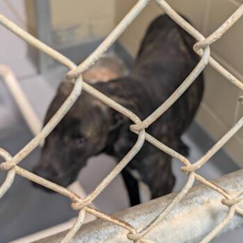 10/09/2026-Stray-31stStreet-3 -  Mixed Breed Dog for Adoption in Columbus, Georgia - 10/09/2026-Stray-31stStreet-3 | PetCurious