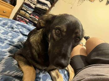 Rescue Shepherd Dogs for Adoption in Palos Heights, Illinois - Zeta | PetCurious