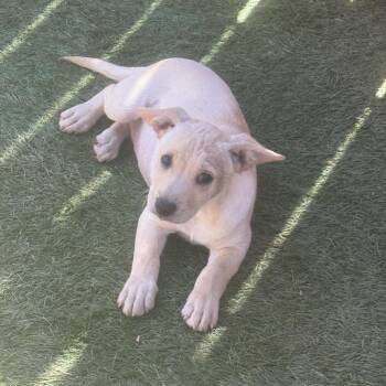Kylie -  Terrier Dog for Adoption in El Cajon, California - Kylie | PetCurious