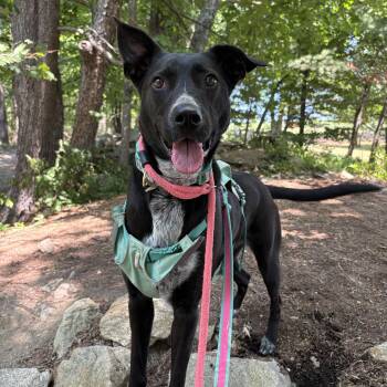 Reece -  Collie Dog for Adoption in New Boston, New Hampshire - Reece | PetCurious