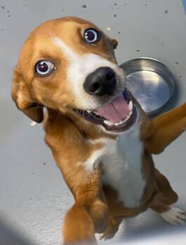 Hound and Labrador Retriever Dogs Available for Adoption in Hartsville, South Carolina - Quail (Qx4) | PetCurious