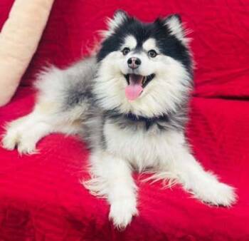 Mixed Breed Dogs Available for Adoption in West Chester, Pennsylvania - Bubble Buddy (Marshmallow) | PetCurious