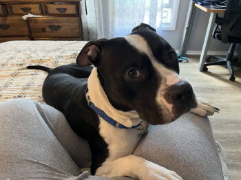 Rescue Pit Bull Terrier Dogs for Adoption in Rockville, Maryland - Cane | PetCurious