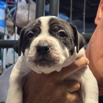 Pit Bull Terrier Dogs Available for Adoption in St. Louis, Missouri - Capybara | PetCurious