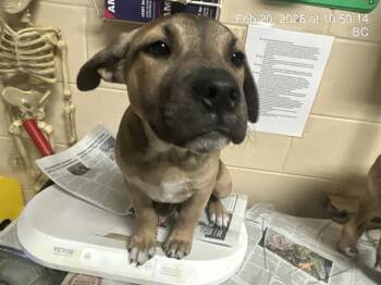 German Shepherd Dog and Mixed Breed Dogs Available for Adoption - ABU | PetCurious