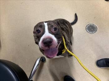 ARVEE -  Pit Bull Terrier Dog for Adoption in Derwood, Maryland - ARVEE | PetCurious