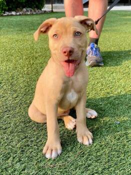 Camembert -  Collie Dog for Adoption in Milton, Delaware - Camembert | PetCurious