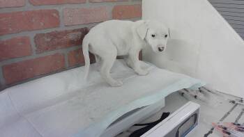 Dogo Argentino and Mixed Breed Dogs Available for Adoption in Houston, Texas - WILLOW | PetCurious