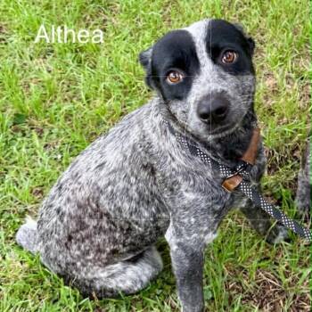 Althea KF -  Australian Cattle Dog Blue Heeler Dog for Adoption in Austin, Texas - Althea KF | PetCurious