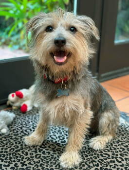 Rescue Terrier and Yorkshire Terrier Dogs for Adoption in Los Angeles, California - Romy | PetCurious