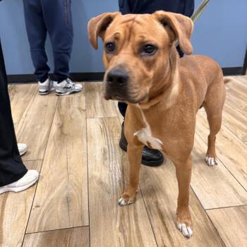 Rhodesian Ridgeback and Mixed Breed Dogs Available for Adoption in Newark, New Jersey - Phillip | PetCurious