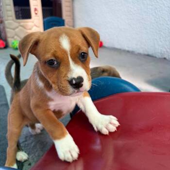 Nolan -  Hound and Mixed Breed Dog for Adoption in Pinellas Park, Florida - Nolan | PetCurious