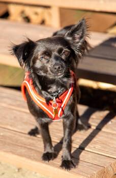 Rescue Chihuahua Dogs for Adoption in Branford, Connecticut - LOLLI | PetCurious