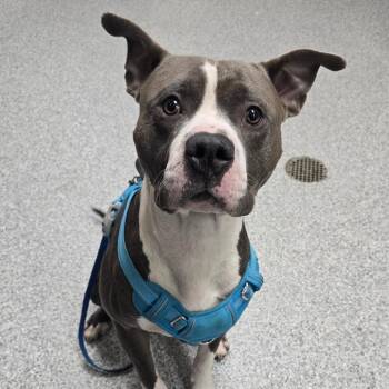 Tugboat -  American Staffordshire Terrier Dog for Adoption in Grand Rapids, Michigan - Tugboat | PetCurious