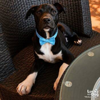 Retriever and Labrador Retriever Dogs Available for Adoption in Washington, District Of Columbia - Lil Boots | PetCurious