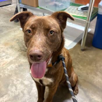 Rescue Australian Shepherd Dogs for Adoption in Columbus, North Carolina - Penny | PetCurious