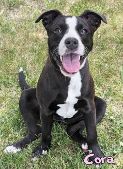 Cora -  Pit Bull Terrier and Mixed Breed Dog Available for Adoption in Mason, Michigan - Cora | PetCurious