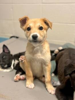 Rescue Mixed Breed Dogs for Adoption in Rock Springs, Wyoming - Butterball | PetCurious