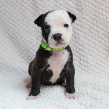 Black Labrador Retriever and Rottweiler Dogs Available for Adoption in Fulton, Missouri - Sir | PetCurious