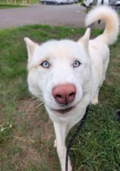 Jett -  Siberian Husky Dog for Adoption in Chesapeake Beach, Maryland - Jett | PetCurious