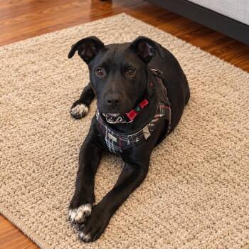 Andy -  American Bully and Labrador Retriever Dog for Adoption in Glocester, Rhode Island - Andy | PetCurious