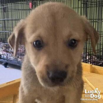 Spaniel Dogs Available for Adoption in Washington, District Of Columbia - Chaz | PetCurious