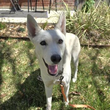 Husky and Shepherd Dogs Available for Adoption in San Antonio, Texas - Foxy | PetCurious