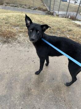 German Shepherd Dog and Mixed Breed Dogs Available for Adoption - IMOGEN | PetCurious