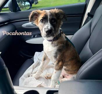 Pocahontas -  Australian Shepherd and Hound Dog for Adoption in Elburn, Illinois - Pocahontas | PetCurious