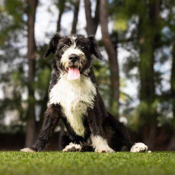 Popi -  Cairn Terrier and Mixed Breed Dog Available for Adoption in Jupiter, Florida - Popi | PetCurious