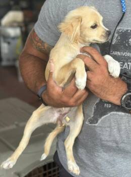 Daisy2 -  Chihuahua Dog for Adoption in Farmersville, Texas - Daisy2 | PetCurious
