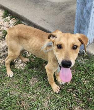 Rescue Labrador Retriever Dogs for Adoption in Little Rock, Arkansas - Beckett | PetCurious
