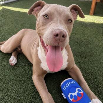 JoJo -  Pit Bull Terrier Dog for Adoption in Hawthorne, California - JoJo | PetCurious