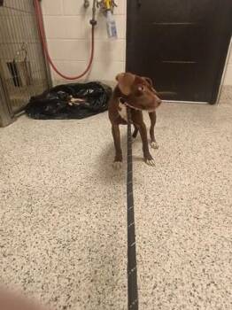 Tisa - ADOPTED -  Mixed Breed Dog for Adoption in Atlanta, Georgia - Tisa - ADOPTED | PetCurious