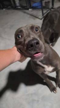 Blue Boy -  Weimaraner Dog for Adoption in Hortense, Georgia - Blue Boy | PetCurious