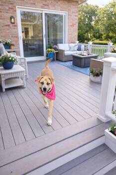 Cattle Dog and Shar Pei Dogs Available for Adoption - Kaya | PetCurious