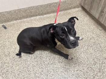 MOANA -  Pit Bull Terrier and Mixed Breed Dog for Adoption in Colorado Springs, Colorado - MOANA | PetCurious