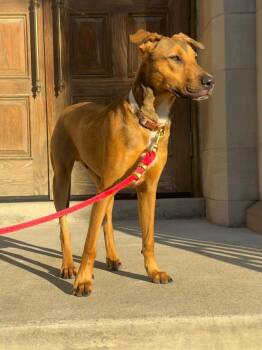 Rescue Mixed Breed Dogs for Adoption in Richmond, Virginia - AJANI | PetCurious