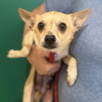 Sugar -  Chihuahua Dog for Adoption in Blue Springs, Missouri - Sugar | PetCurious
