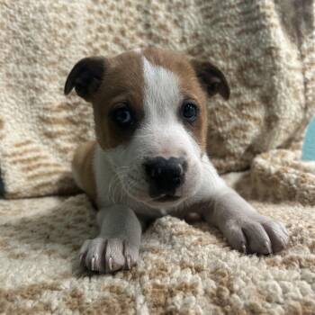 Mixed Breed Dogs Available for Adoption - Alfredo | PetCurious