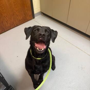 Mixed Breed Dogs Available for Adoption - Marguerite 4193 | PetCurious