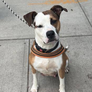 Cinnamon -  Pit Bull Terrier Dog for Adoption in Newark, New Jersey - Cinnamon | PetCurious