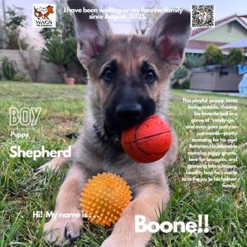 Shepherd Dogs Available for Adoption in Westminster, California - Boone | PetCurious
