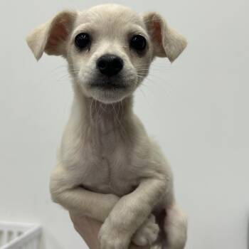 MUNCHKIN -  Chihuahua and Mixed Breed Dog for Adoption in Richmond, California - MUNCHKIN | PetCurious