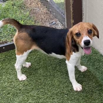 Nacho 8959/8095 -  Beagle Dog for Adoption in Loxahatchee Groves, Florida - Nacho 8959/8095 | PetCurious