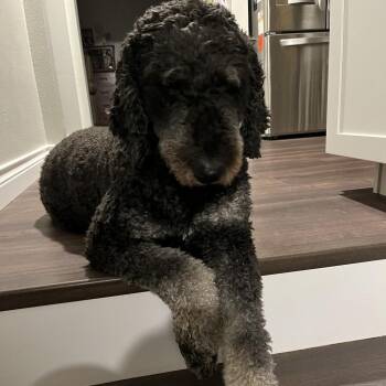 Millie -  Golden Retriever and Poodle Dog for Adoption in Colorado Springs, Colorado - Millie | PetCurious