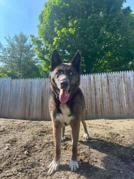 Lilly -  Husky and Shepherd Dog for Adoption in Randolph, Vermont - Lilly | PetCurious