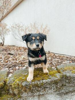 Rescue Mixed Breed Dogs for Adoption in Jackson, Wyoming - Autumn | PetCurious
