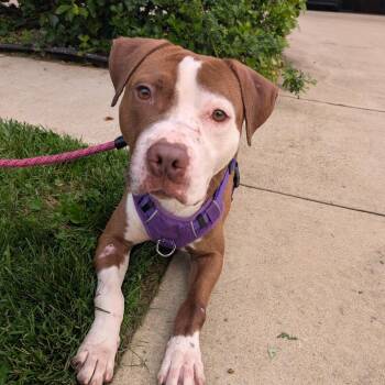 Wishbone -  American Bulldog Dog for Adoption in York, Pennsylvania - Wishbone | PetCurious